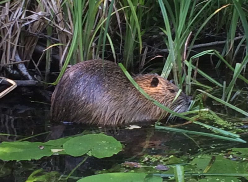 nutria.jpg